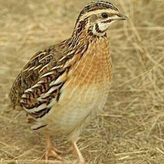 কোয়েল পাখি